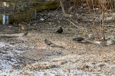 KoltrastEurasian BlackbirdTurdus merula