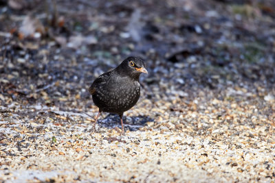 KoltrastEurasian BlackbirdTurdus merula