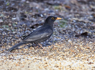 KoltrastEurasian BlackbirdTurdus merula