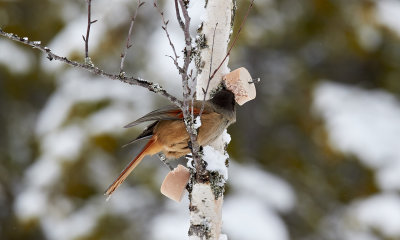 Siberian jay