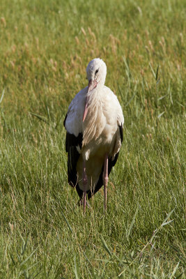 Vit storkEuropean White StorkCiconia ciconia