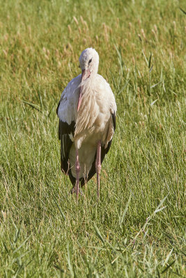Vit storkEuropean White StorkCiconia ciconia