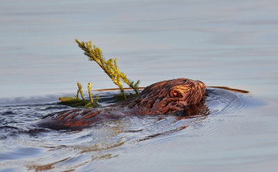 Bäver<br/>Eurasian Beaver<br/>Castor fiber