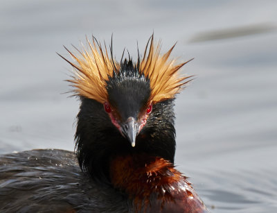 Horned Grebe