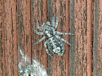 LaduhoppspindelSitticus terebratusBarn Jumping Spider
