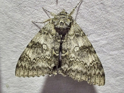 Blåbandat ordensflyClifden NonpareilCatocala fraxini