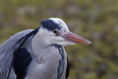 Grey Heron