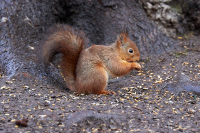 EkorreEurasian Red SquirrelSciurus vulgaris