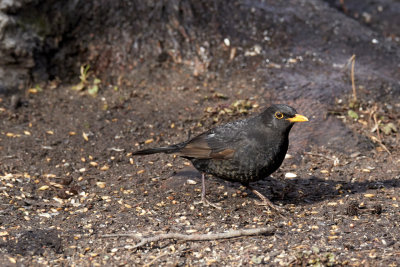 KoltrastEurasian BlackbirdTurdus merula