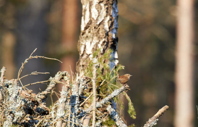 GrdsmygEurasian WrenTroglodytes troglodytes