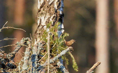 GrdsmygEurasian WrenTroglodytes troglodytes
