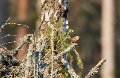 GrdsmygEurasian WrenTroglodytes troglodytes