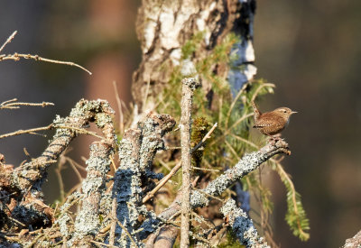 GrdsmygEurasian WrenTroglodytes troglodytes