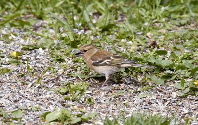 BofinkCommon ChaffinchFringilla coelebs