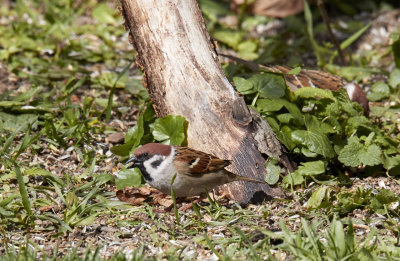 PilfinkEurasian Tree SparrowPasser montanus
