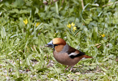 StenknäckHawfinchCoccothraustes coccothraustes