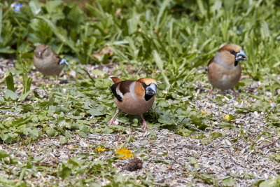 StenknäckHawfinchCoccothraustes coccothraustes