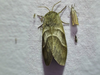 GrsulvFox MothMacrothylacia rubi