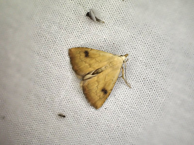 TrgspinnarflyStraw DotRivula sericealis