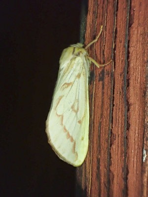 Humlerotfjril<br/>Ghost Moth<br/>Hepialus humuli