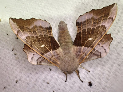 PoppelsvrmarePoplar Hawk-mothLaothoe populi