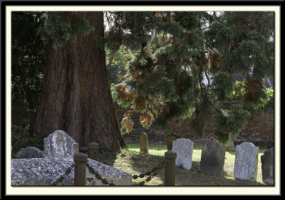 Churchyard Cedar