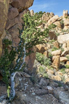 Grapevine Hills Trail to Balanced Rock 8