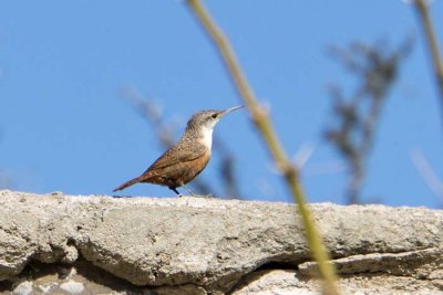 Canyon Wren