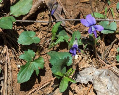 Early Blue Violet 1