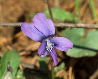 Early Blue Violet 2