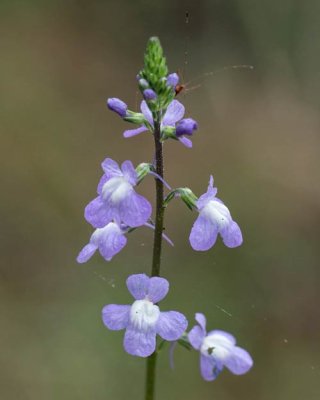 Blue Toadflax 2