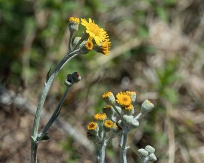 Wooly Ragwort 2