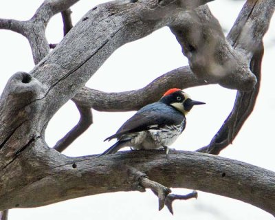 Acorn Woodpecker 1