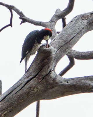 Acorn Woodpecker 2