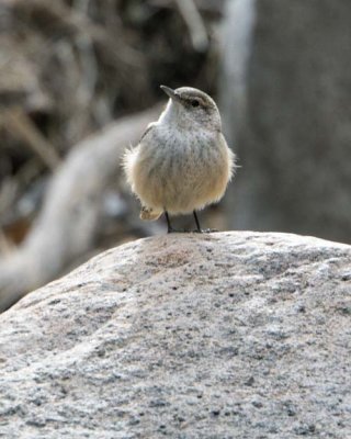 Rock Wren 2