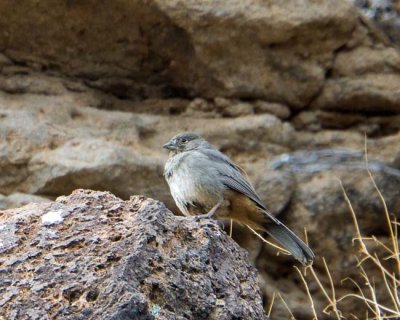 Canyon Towhee
