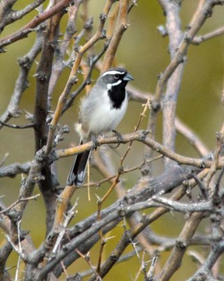 Black-throated Sparrow 1