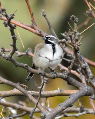 Black-throated Sparrow 2