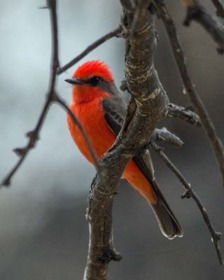 Vermilion Flycatcher 2