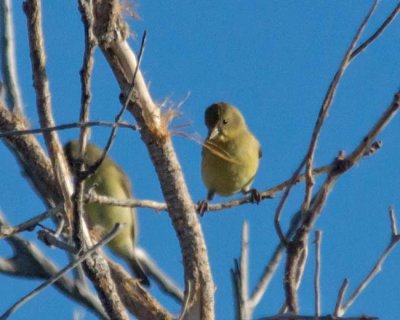 Lesser Goldfinch 1