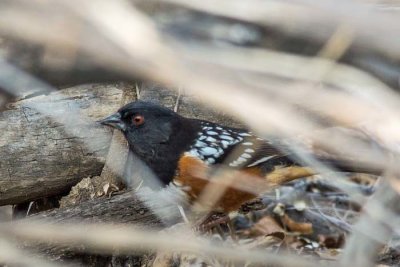 Spotted Towhee 1
