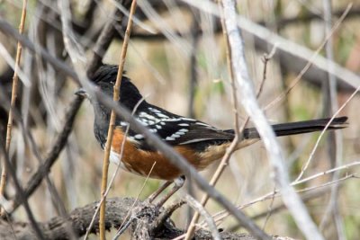 Spotted Towhee 2