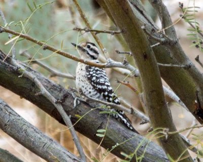 Ladder-backed Woodpecker