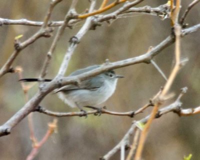 Black-tailed Gnatcatcher