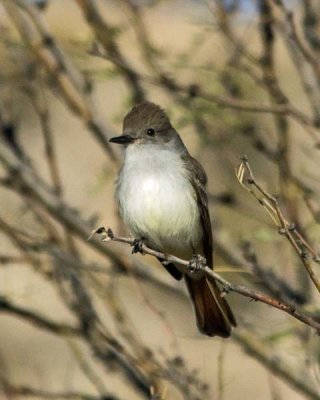 Ash-throated Flycatcher 1