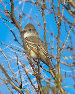 Ash-throated Flycatcher 2