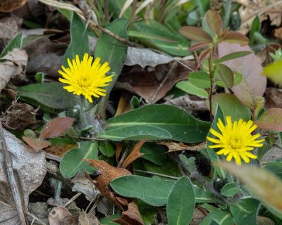 Southern Appalachian Wildflowers