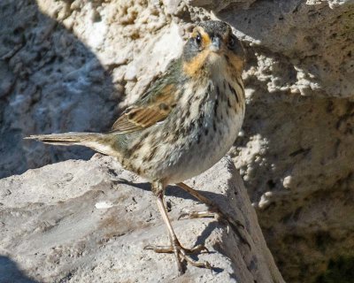 Saltmarsh Sparrow 1