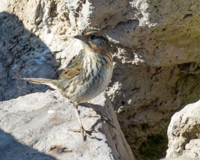 Saltmarsh Sparrow 2