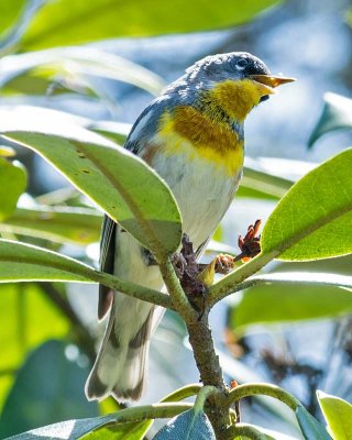 Northern Parula 1